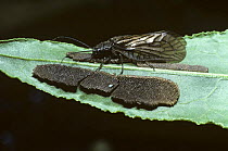 Alder fly female {Sialis lutaria} laying eggs on leaf, while a tiny parasitic wasp {Trichogramma semblidis} lays her eggs into a nearby batch of eggs, UK