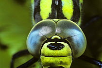 Southern hawker dragonfly male {Aeshna cyanea} close-up of compound eyes, UK