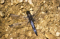 Black tailed skimmer dragonfly {Orthetrum cancellatum} male in typical resting position on bare ground, UK