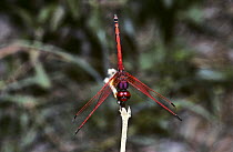 Red veined dropwing / Darter dragonfly {Trithemis arteriosa} in the obelisk position with his tail end pointed towards the sun to reduce heat absorption, Kenya