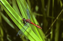 Male Ruddy darter dragonfly {Sympetrum sanguineum} UK