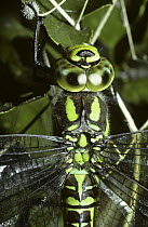 Southern hawker dragonfly {Aeshna cyanea} female, UK