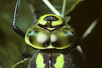 Female Southern hawker dragonfly {Aeshna cyanea} close-up of compound eyes, UK