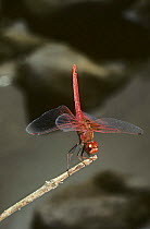 Male Darter dragonfly {Trithemis kirbyi} in obelisk position with tail pointing towards the sun to reduce heat absorption, India