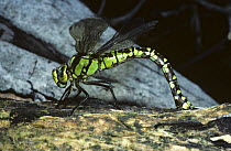 Southern hawker dragonfly {Aeshna cyanea} female laying eggs in dead wood, UK