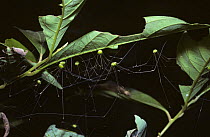 Group of Harvestmen {Opiliones} clustered among leaves in rainforest during dry season, India