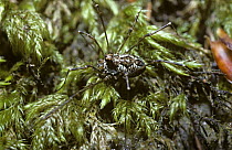 Spiny-headed harvestman (Megabundus diadema) on moss, UK