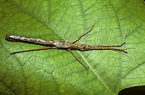 Stick insect/ walkingstick {Acanthoclonia paradoxa} in typical pose in full view on a leaf in rainforest, Trinidad