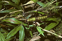Stick insect/ walkingstick (Circia sp.) in rainforest, Madagascar