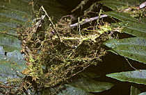 Stick insect/ walkingstick (Circia sp) mimicking moss, in rainforest, Madagascar