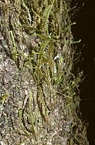 Stick insect / walkingstick (Circia sp.) mimicking moss on a treetrunk, in rainforest, Madagascar