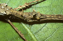 Stick insect / walkingstick (Acanthoclonia paradoxa) in typical pose in full view on a leaf in rainforest, Trinidad