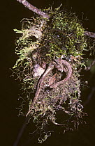 Stick insect / walkingstick {Phasmid sp} camouflaged against detritus in rainforest, Madagascar. Note - during daytime sits with body bent into a curve among a clump of carefully chosen, matching detr...