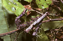 Stick insect / walkingstick {Phasmid sp} with body bent into a curve and camouflaged amongst detritus, Madagascar