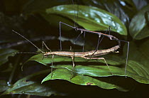 Stick insect / Walkingstick {Phasmids} pair mating at night, in rainforest, Trinidad