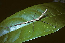 Stick insect / Walkingstick {Phasmid sp} in daytime resting pose, Atlantic coast rainforest, Brazil