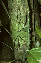Walkingstick / Stick insect {Phasmid} female on tree trunk mimicking vine stems, Trinidad