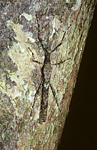 Stick insect/ walkingstick (Calvisia sp) in cryptic daytime resting pose on a tree in rainforest, Borneo