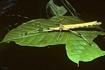 Stick insect / walkingstick (Stratocles sp.) female with large, yellow wings; in rainforest, Peru