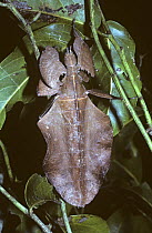 Leaf insect {Phyllium sp} female in rainforest, New Guinea