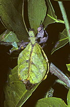 Leaf insect {Phyllium pulchrifolium} female mimicking a leaf, New Guinea