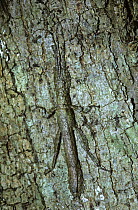 Stick insect/ walkingstick (Prisopus sp) in cryptic daytime resting pose pressed tight against a tree trunk in tropical dry forest, Costa Rica