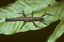 Stick insect/ walkingstick (Acanthoclonia paradoxa) in rainforest, Trinidad