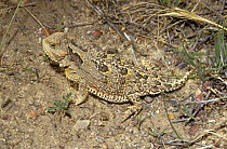 Mountain short-horned lizard {Phrynosoma douglassii hernandesi} camouflaged in desert, New Mexico, USA