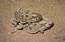 Mountain Short horned lizard {Phrynosoma douglassii hernandesi} mating pair, New Mexico, USA