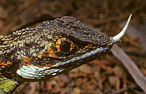 Horned-nose lizard {Ceratophora stoddarti} Agamidae) male in sub-tropical rainforest, Sri Lanka