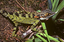 Horned-nose lizard (Ceratophora stoddarti) male in sub-tropical rainforest, Sri Lanka