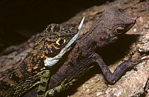 Horned-nose lizard (Ceratophora stoddarti) mating pair in sub-tropical rainforest, Sri Lanka