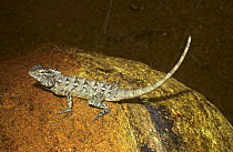 Garden lizard {Calotes versicolor} female on rock in tropical dry forest, Sri Lanka