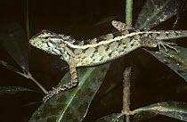 Garden lizard {Calotes versicolor} female on vegetation in tropical dry forest, Sri Lanka