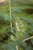 Flap necked chameleon {Chamaeleo dilepis} camouflaged on branch, South Africa