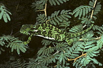 Flap-necked chameleon {Chamaeleo dilepis} camouflaged amongst branches of tree, South Africa