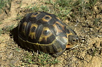 Angulate tortoise {Chersina angulata} South Africa