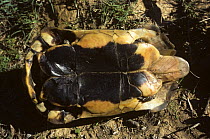 Underside of Angulatetortoise {Chersine angulata} shell, South Africa Note - prominent gular plate beneath the head