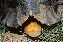 Close-up of Angulate tortoise shell {Chersina angulata} showing prominent gular plate beneath the head, South Africa