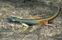 Cape flat tailed lizard {Platysaurus capensis} male in full breeding colours, South Africa