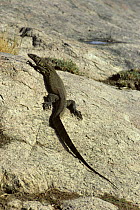 Nile monitor lizard {Varanus niloticus} basking on rock, South Africa