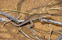 Shovel nosed lizard {Aporosaura anchietae}  climbing onto twig to avoid the hot sand, Namib Desert, Namibia