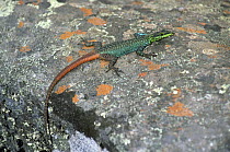 Ornamental flat lizard {Platysaurus guttatus minor} male in full breeding colours, South Africa