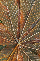 Horse chestnut leaf {Aesculus hippocastanum} leaf with frost, UK