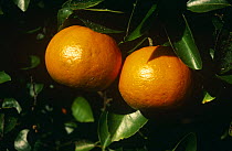 Mandarin fruit {Citrus nobilis} growing on tree, Florida, USA