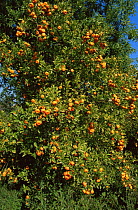 Ripe Mandarin fruit {Citrus reticulata} Alicante, Spain