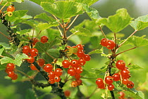 Redcurrant berries {Ribes rubrum} Sweden