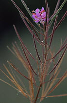 Rosebay willowherb {Chamerion angustifolium angustifolium} seed-heads, Belgium