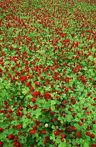 Crimson / Italian clover {Trifolium incarnatum} California, USA