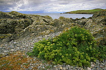Borth Wen, Lleyn Peninsula, Gwynedd, Wales, UK with Rock samphire {Crithmum maritimum} flowering in foreground
